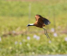 Imagem de Actophilornis albinucha (Geoffroy Saint-Hilaire & I 1832)