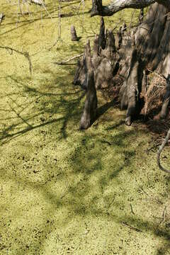 Image of Bald Cypress