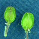 Sivun Lepidium chalepense L. kuva