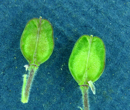 Sivun Lepidium chalepense L. kuva
