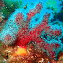 صورة Alcyonium acaule Marion 1878