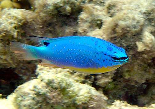 Image of Fiji blue devil