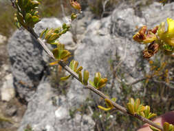 Image of <i>Wiborgiella sessilifolia</i>