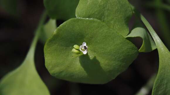 Image of miner's lettuce