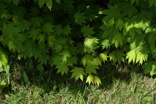 Image of Keijo Maple