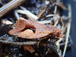 Imagem de Epitymbia scotinopa Lower 1902