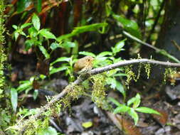 Image of Ochre-breasted Antpitta