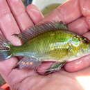 Image of Eastern River Bream