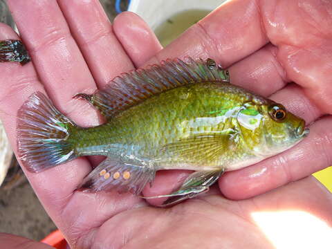 Image de Astatotilapia calliptera (Günther 1894)