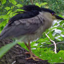 Imagem de Nycticorax nycticorax hoactli (Gmelin & JF 1789)