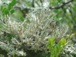 Image of shield lichen