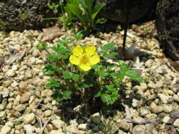 Image of Sibbaldia parviflora Willd.