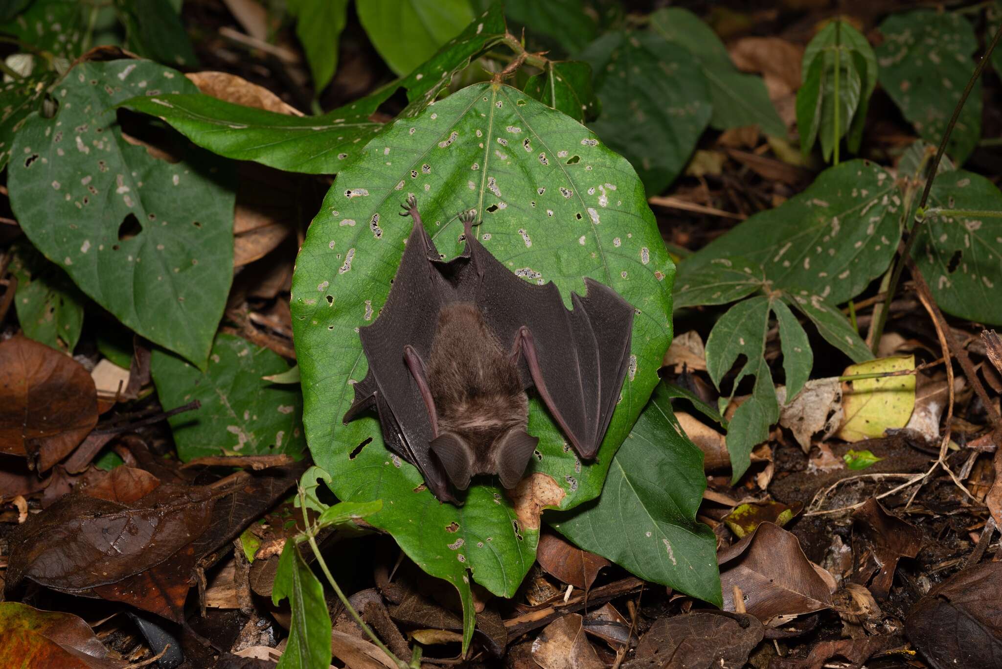 Plancia ëd Hipposideros pomona K. Andersen 1918