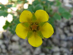 Image of Sibbaldia parviflora Willd.