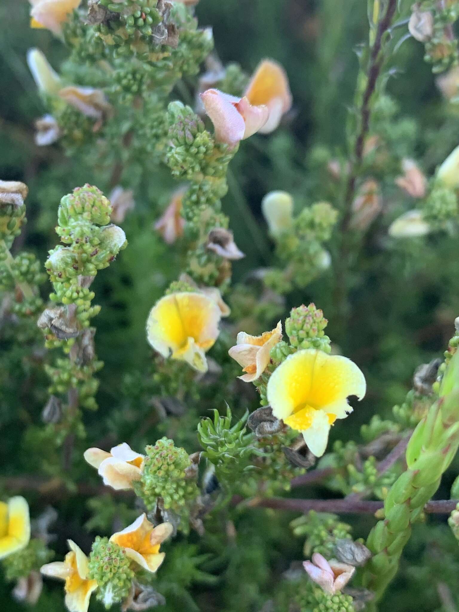 Plancia ëd Aspalathus salteri L. Bolus