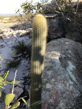 Micranthocereus purpureus (Gürke) F. Ritter的圖片