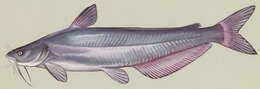 Image of Blue catfish