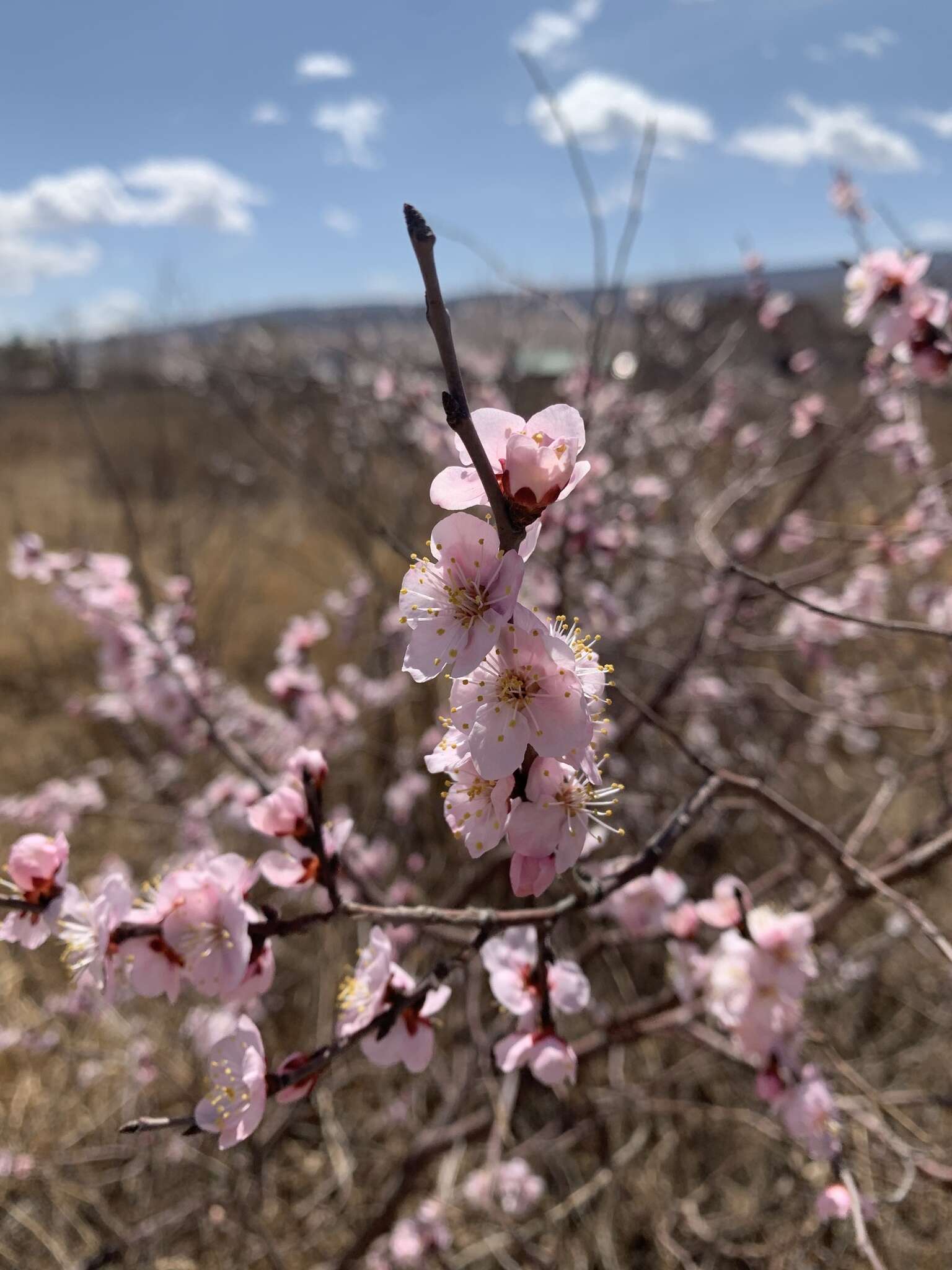 Imagem de Prunus pedunculata (Pall.) Maxim.