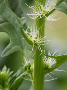 Image of spinach