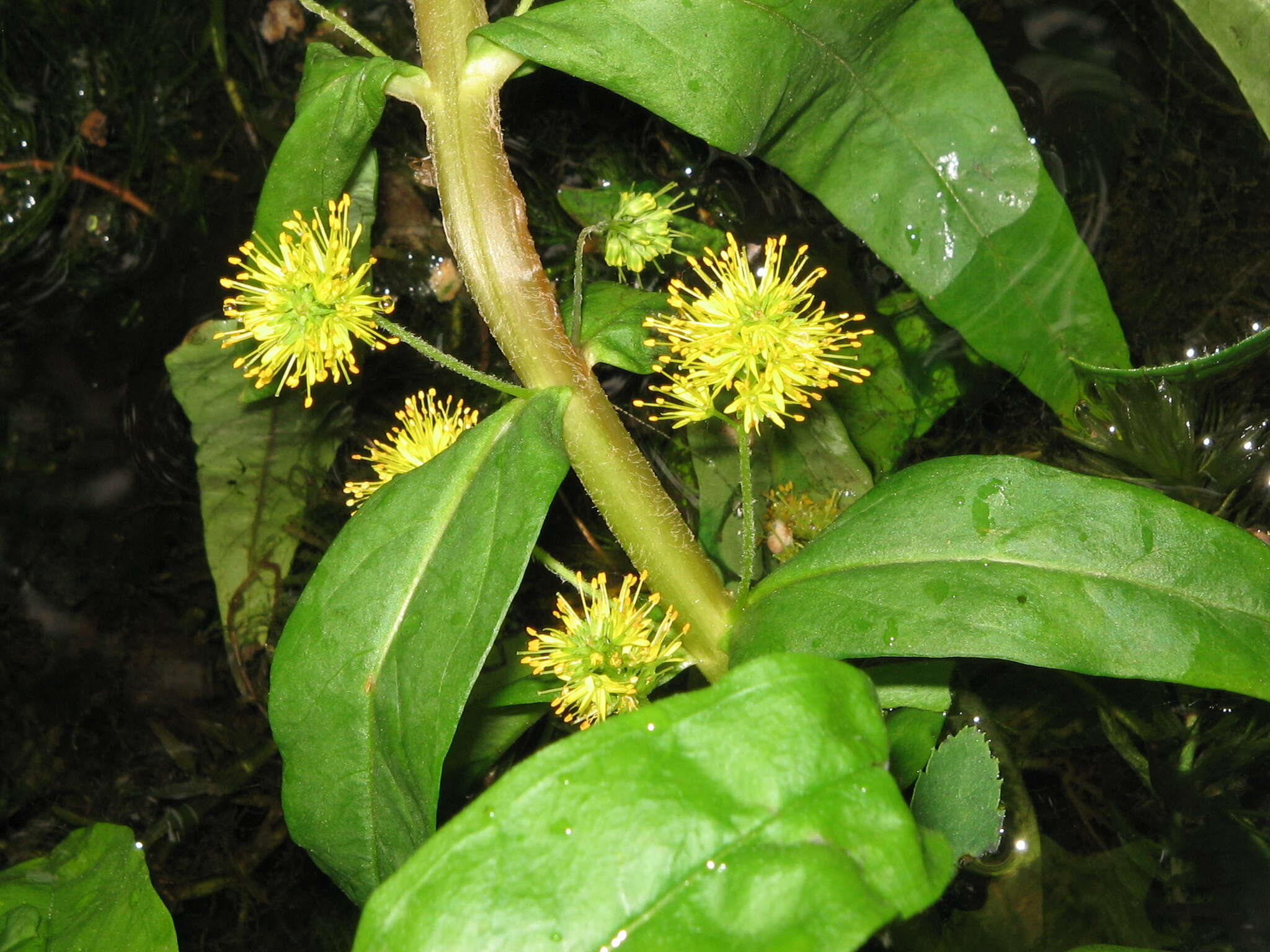 Image of Tufted Loosestrife