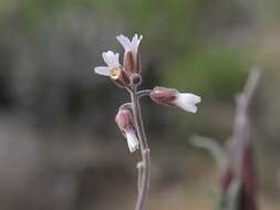 Image of bluepod rockcress