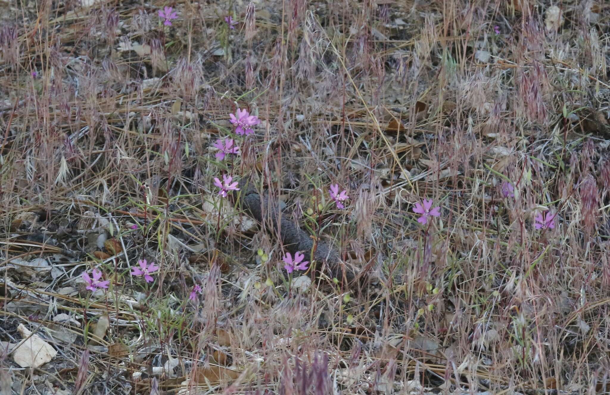 Image of gunsight clarkia