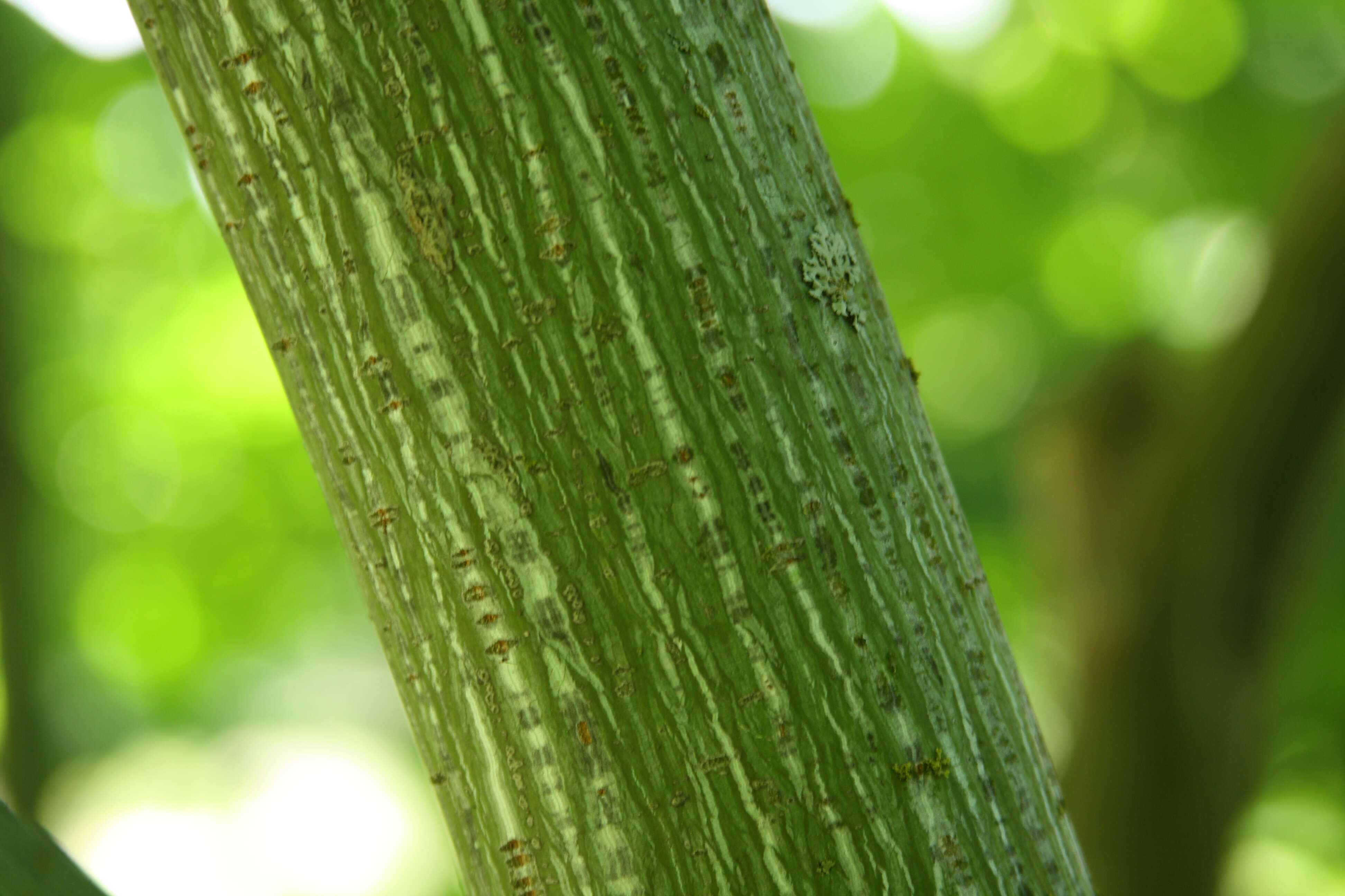 Image of Manchurian Striped Maple