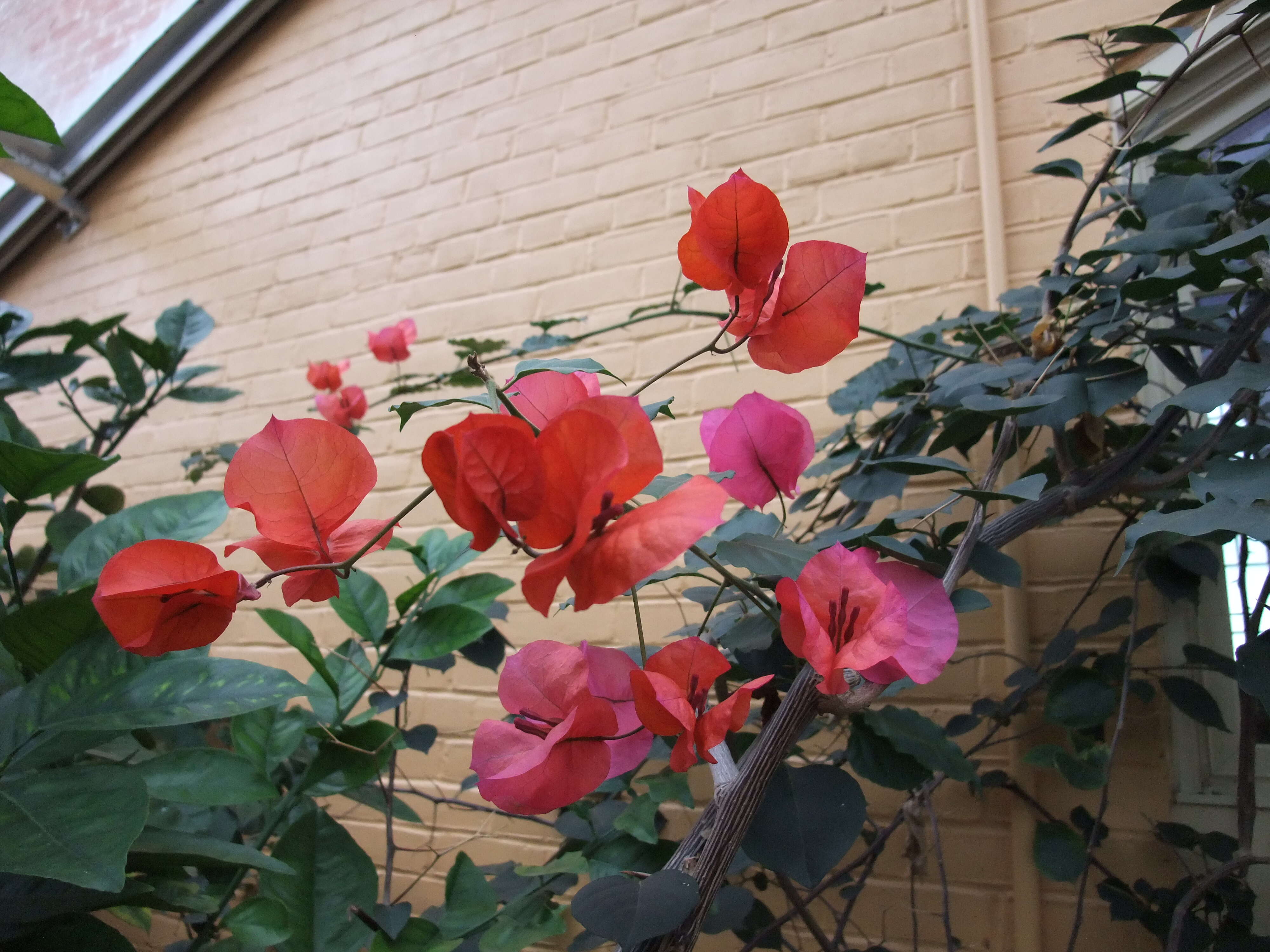 Слика од Bougainvillea glabra Choisy