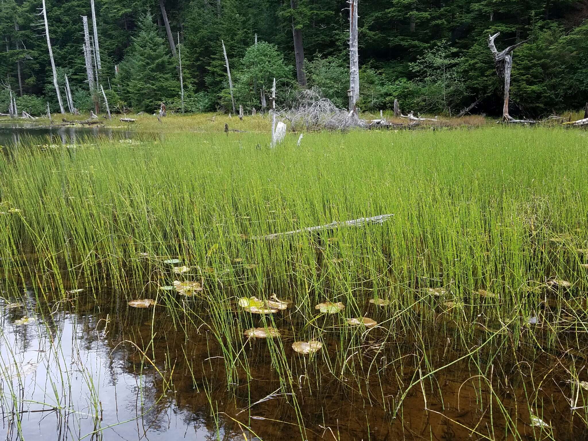 Image of Water Horsetail