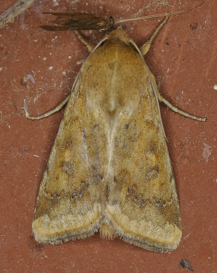 Image of Corn Earworm