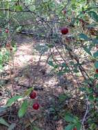 Imagem de Prunus fruticosa Pall.