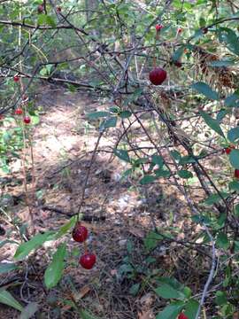 Image of European Dwarf Cherry