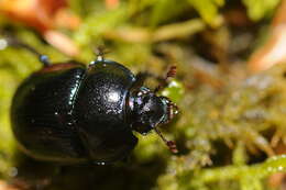 Слика од Anoplotrupes