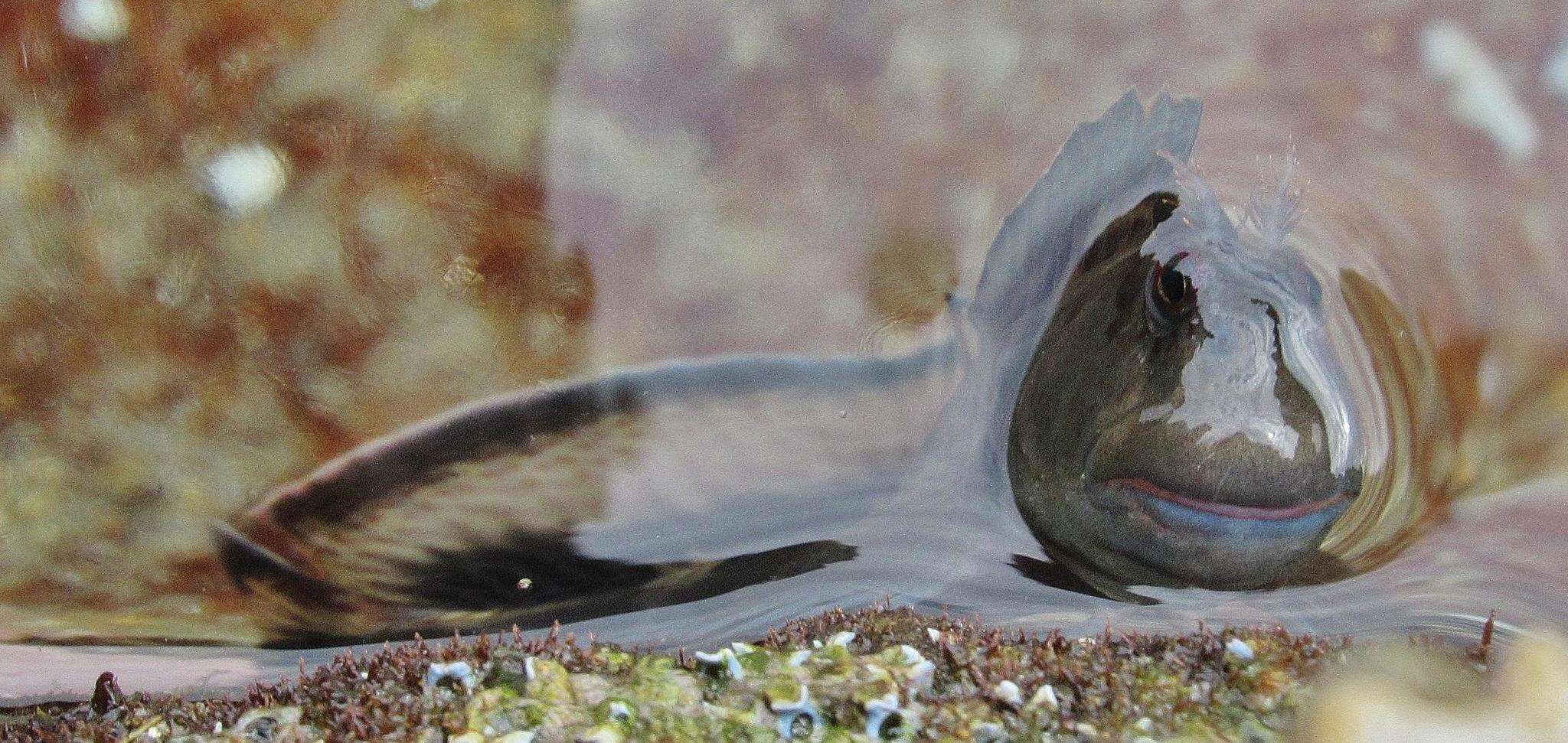 Image of Blenny