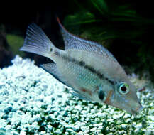 Image of firemouth cichlid