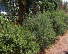 Image de Myrtus communis L.