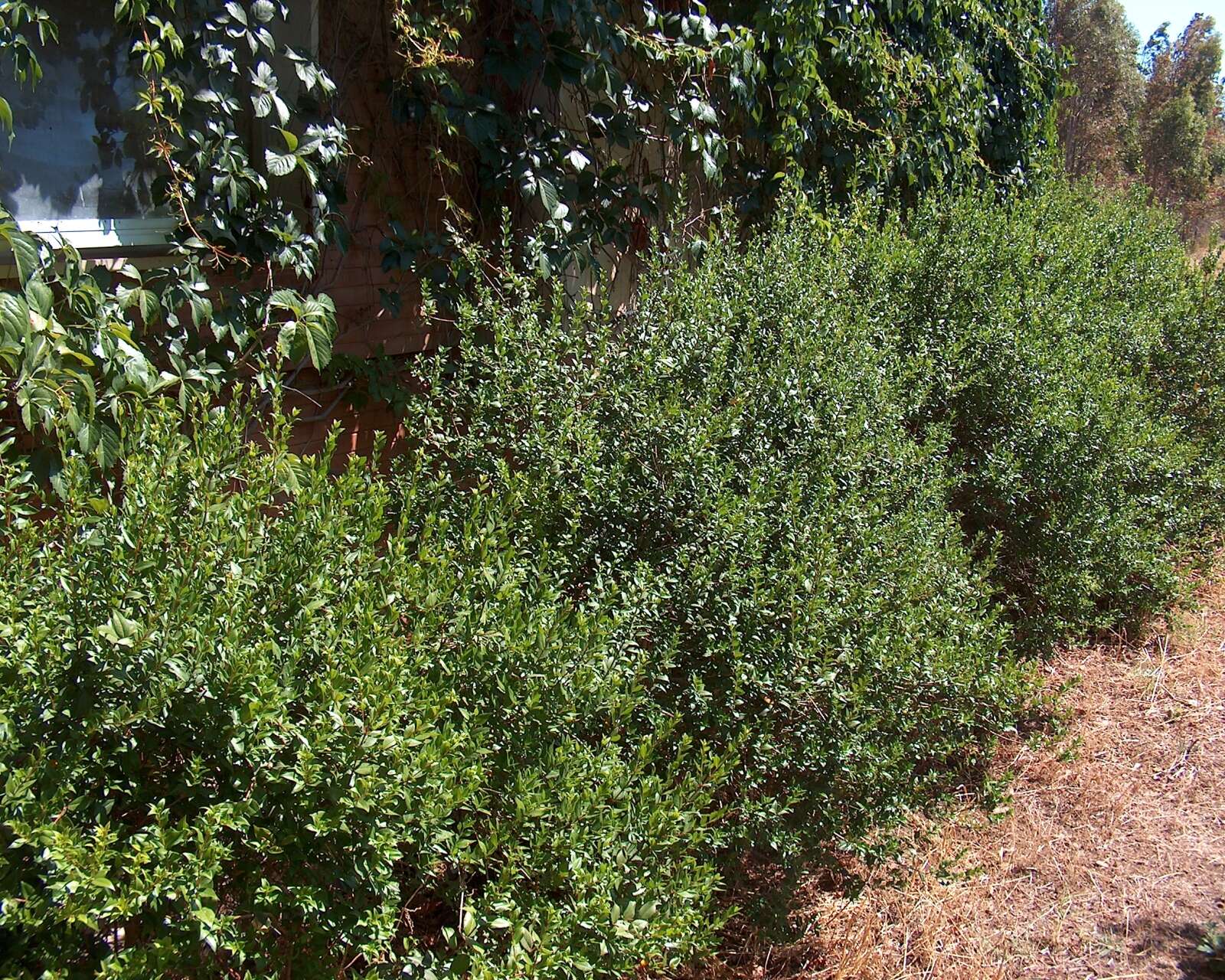 Image de Myrtus communis L.