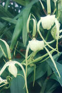 Image of Brassia gireoudiana Rchb. fil. & Warsz.