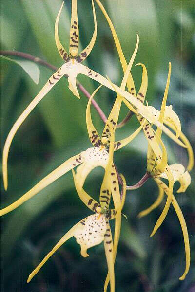 Image of Spotted Spider Orchid