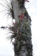 Tillandsia turneri var. turneri resmi