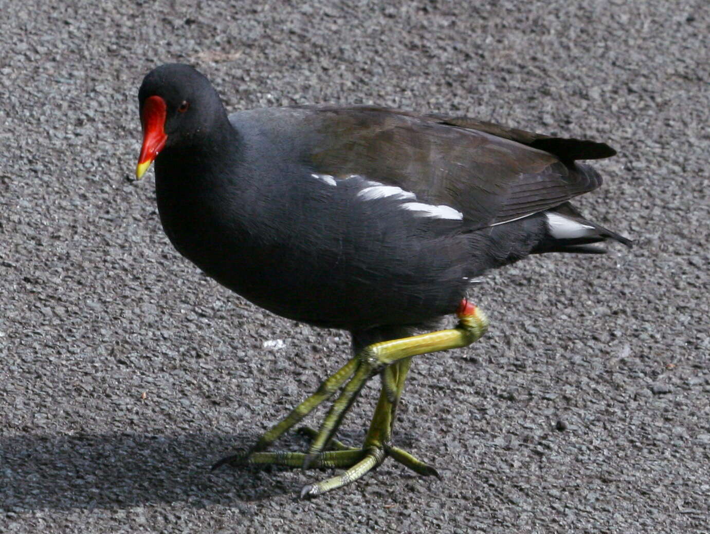 Image of Common Moorhen