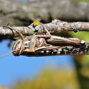 Image of American Bird Grasshopper