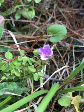 Слика од Rhexia petiolata Walt.