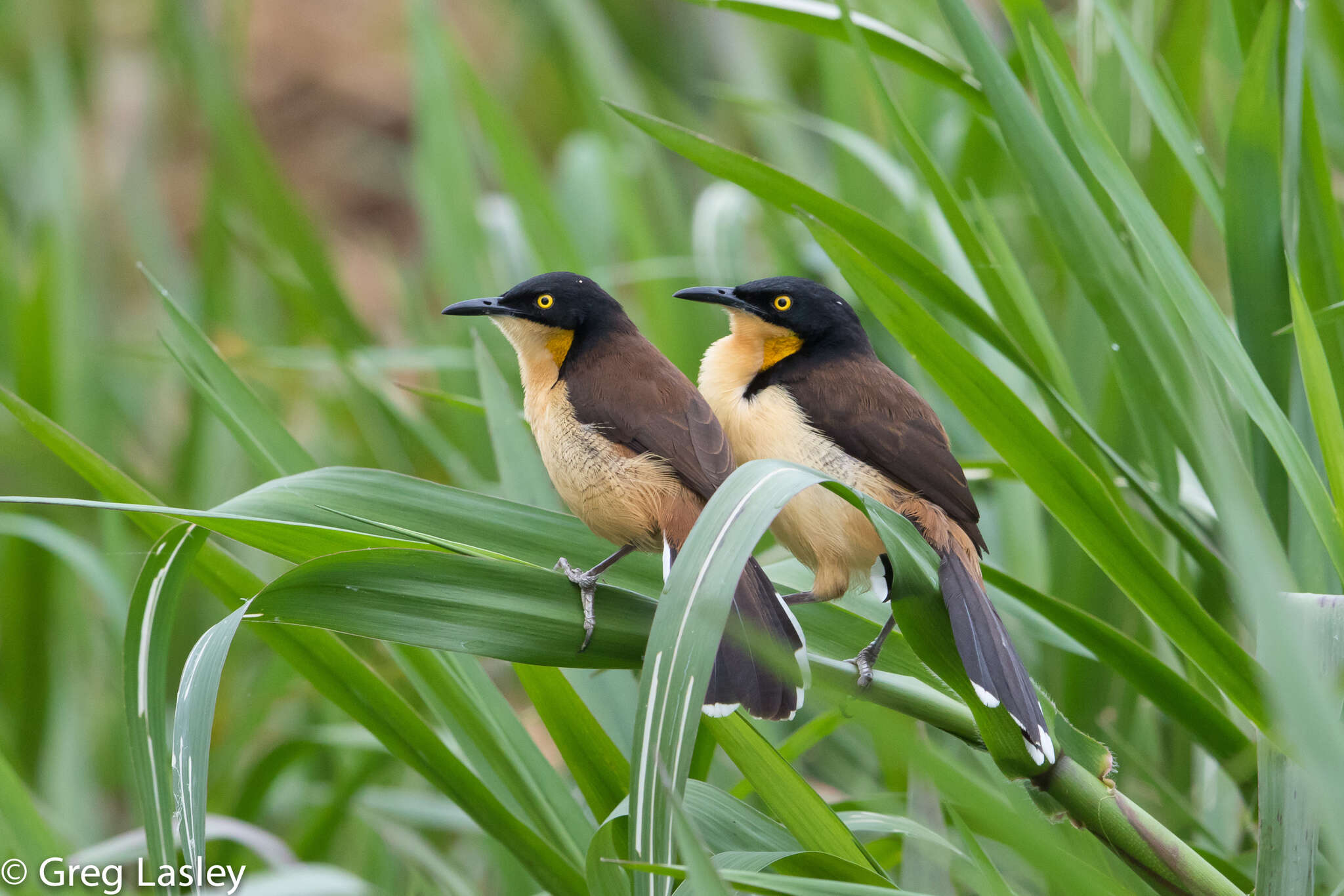 Donacobiidae resmi