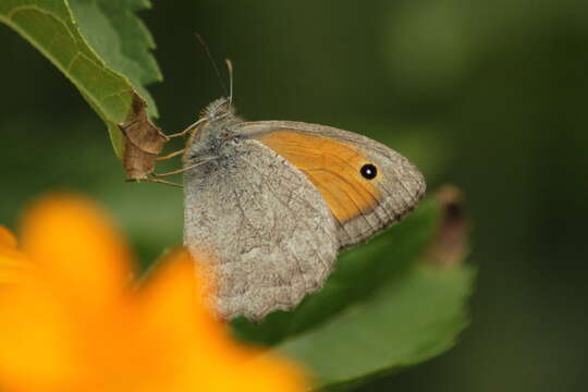 Image of Hyponephele lupinus Costa 1836