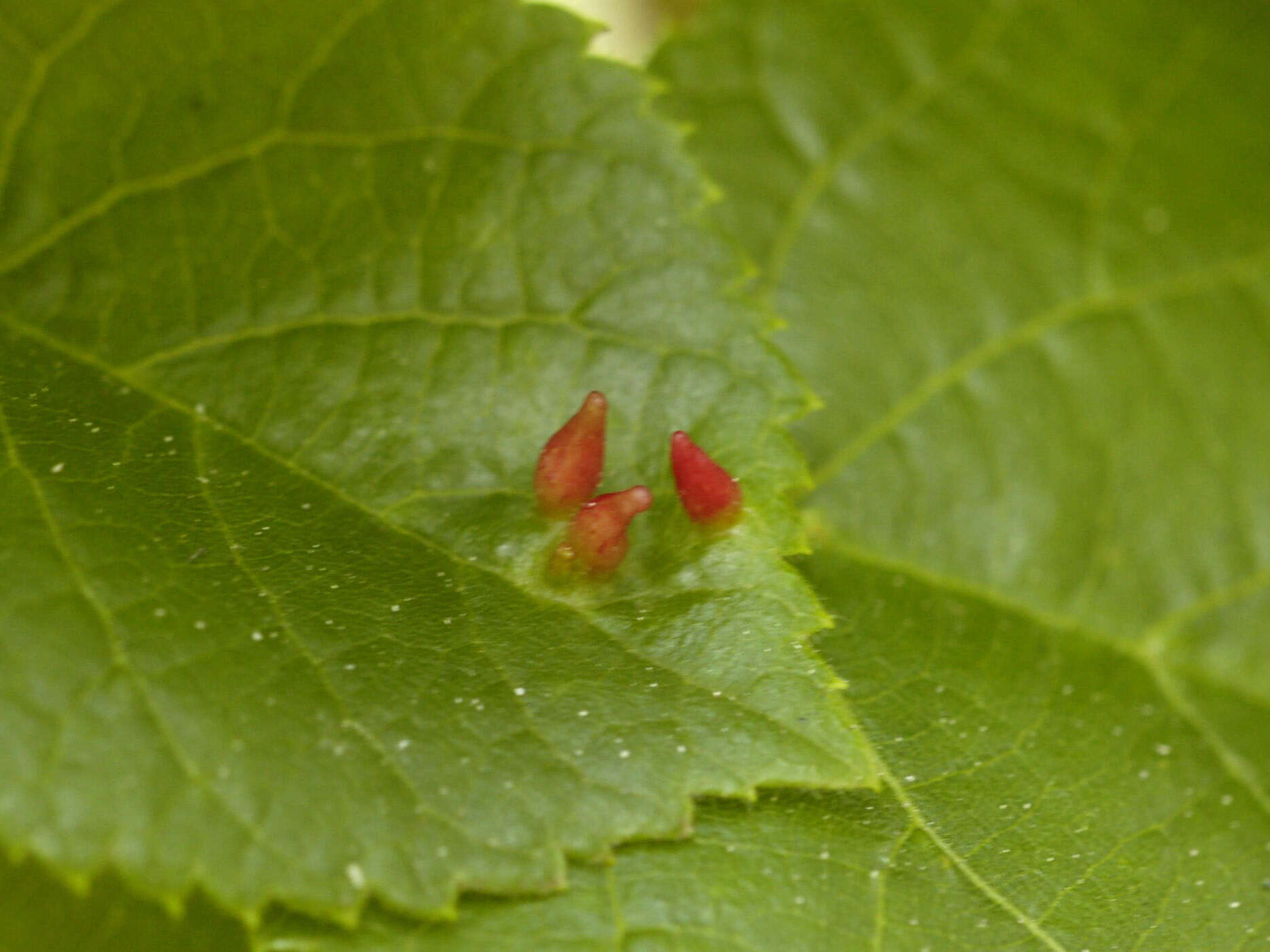 Image of Eriophyes tiliae