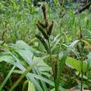 Image of Eastern Rough Sedge