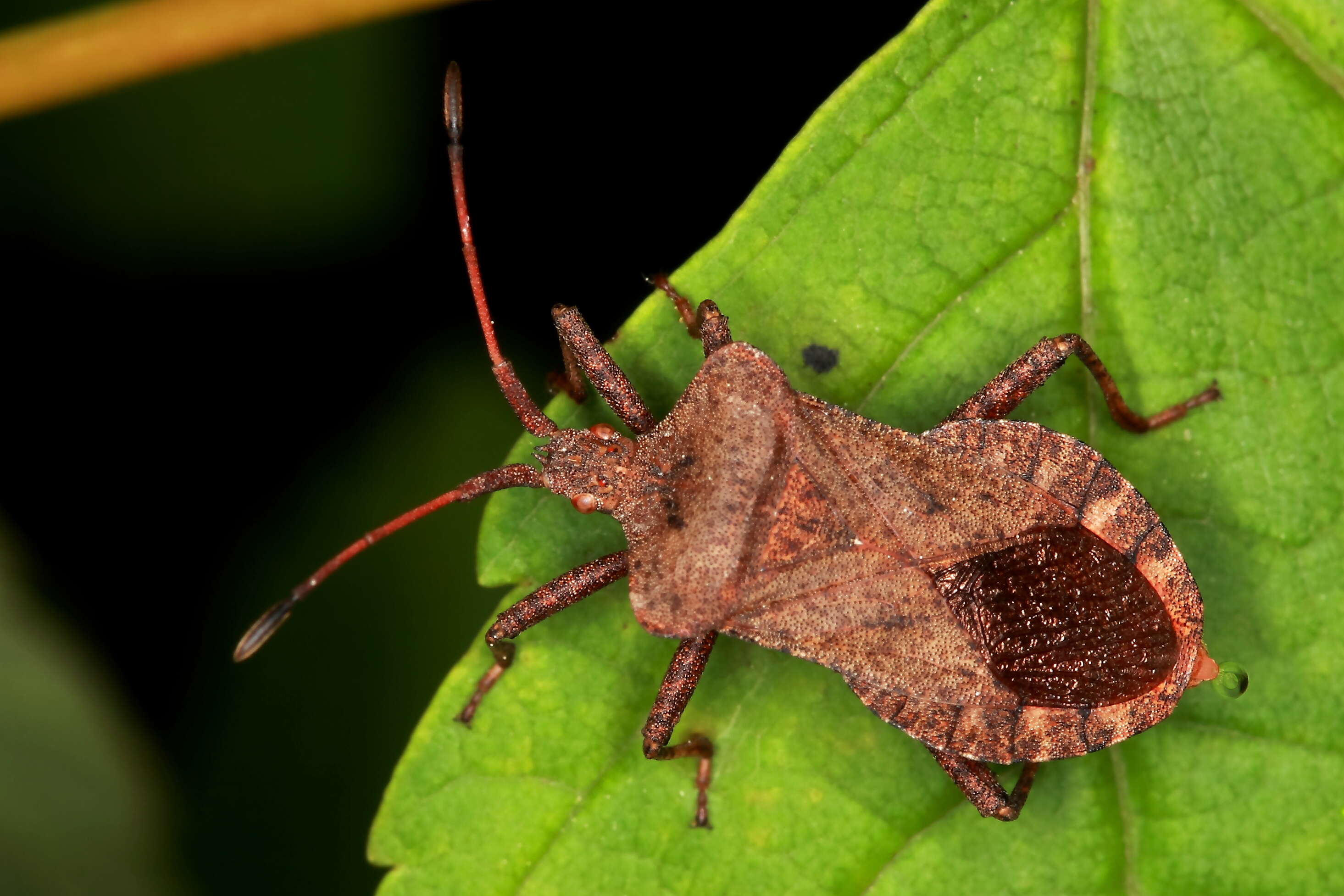 Image of Coreus