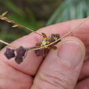 Aspidonepsis reenensis (N. E. Br.) A. Nicholas & D. J. Goyder resmi