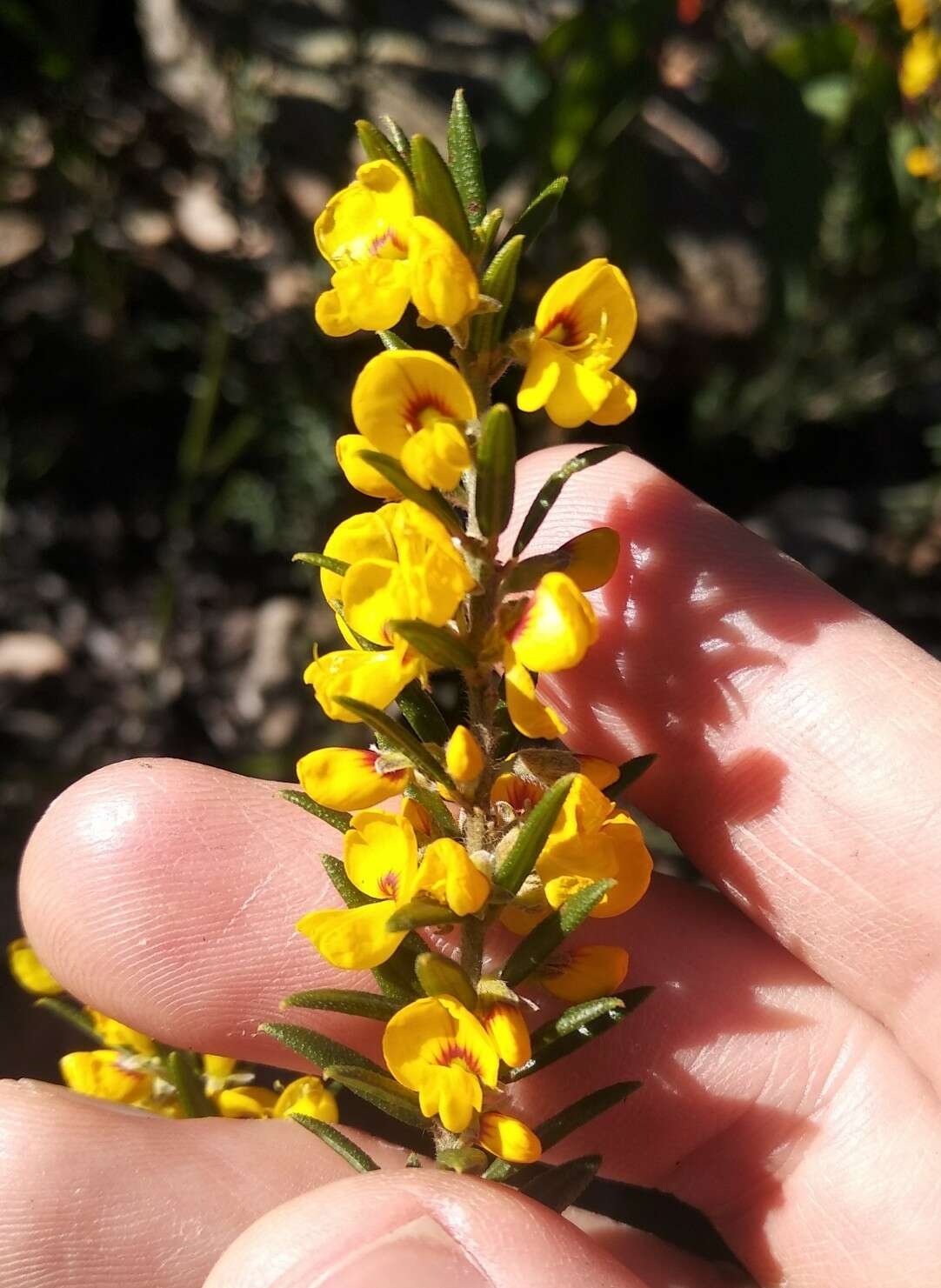 Image of Aotus ericoides (Vent.) G. Don